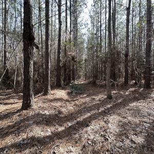 Photo #11 of SOLD property in Off Black Creek Rd, Sedley, VA 37.0 acres