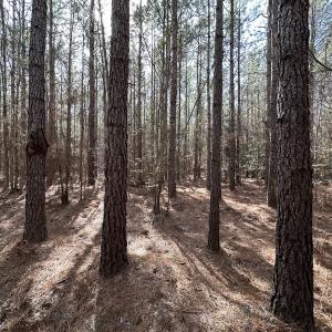 Photo #13 of SOLD property in Off Black Creek Rd, Sedley, VA 37.0 acres