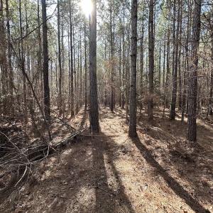 Photo #14 of SOLD property in Off Black Creek Rd, Sedley, VA 37.0 acres