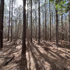 Photo #15 of SOLD property in Off Black Creek Rd, Sedley, VA 37.0 acres