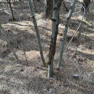 Photo #18 of SOLD property in Off Black Creek Rd, Sedley, VA 37.0 acres