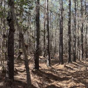 Photo #20 of SOLD property in Off Black Creek Rd, Sedley, VA 37.0 acres