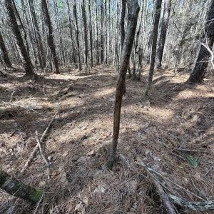 Photo #22 of SOLD property in Off Black Creek Rd, Sedley, VA 37.0 acres
