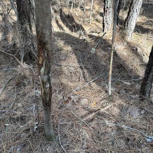 Photo #24 of SOLD property in Off Black Creek Rd, Sedley, VA 37.0 acres