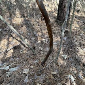 Photo #25 of SOLD property in Off Black Creek Rd, Sedley, VA 37.0 acres