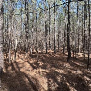 Photo #26 of SOLD property in Off Black Creek Rd, Sedley, VA 37.0 acres