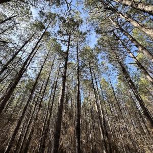 Photo #27 of SOLD property in Off Black Creek Rd, Sedley, VA 37.0 acres