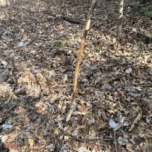 Photo #29 of SOLD property in Off Black Creek Rd, Sedley, VA 37.0 acres