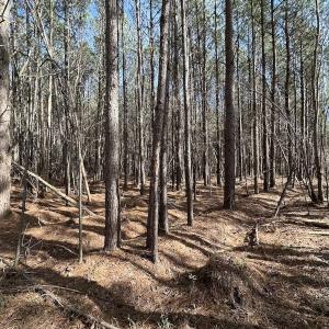 Photo #33 of SOLD property in Off Black Creek Rd, Sedley, VA 37.0 acres