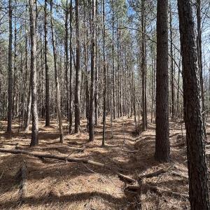 Photo #34 of SOLD property in Off Black Creek Rd, Sedley, VA 37.0 acres