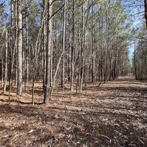 Photo #36 of SOLD property in Off Black Creek Rd, Sedley, VA 37.0 acres
