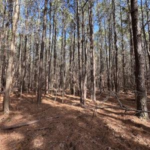 Photo #39 of SOLD property in Off Black Creek Rd, Sedley, VA 37.0 acres