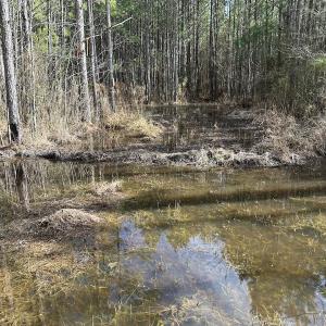 Photo #41 of SOLD property in Off Black Creek Rd, Sedley, VA 37.0 acres
