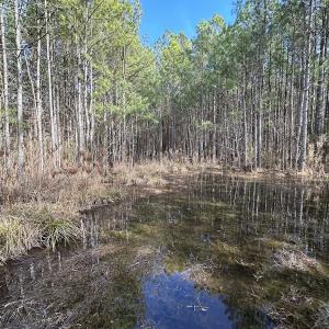 Photo #42 of SOLD property in Off Black Creek Rd, Sedley, VA 37.0 acres