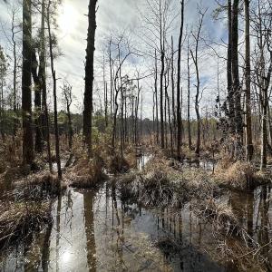 Photo #44 of SOLD property in Off Black Creek Rd, Sedley, VA 37.0 acres