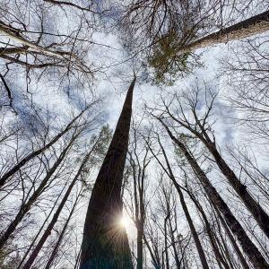 Photo #29 of SOLD property in Off Southern High School Road, Burlington, NC 6.0 acres