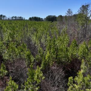 Photo #11 of SOLD property in Off Pine Grove Church Road, Eagle Springs, NC 11.6 acres