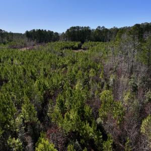 Photo #12 of SOLD property in Off Pine Grove Church Road, Eagle Springs, NC 11.6 acres