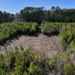 Photo #13 of SOLD property in Off Pine Grove Church Road, Eagle Springs, NC 11.6 acres