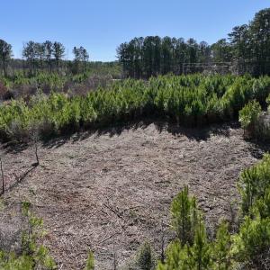 Photo #14 of SOLD property in Off Pine Grove Church Road, Eagle Springs, NC 11.6 acres