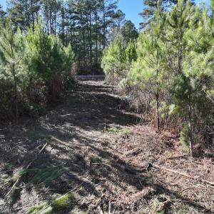 Photo #16 of SOLD property in Off Pine Grove Church Road, Eagle Springs, NC 11.6 acres
