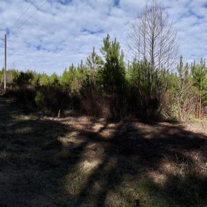 Photo #18 of SOLD property in Off Pine Grove Church Road, Eagle Springs, NC 11.6 acres