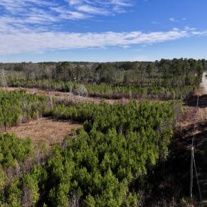 Photo #19 of SOLD property in Off Pine Grove Church Road, Eagle Springs, NC 11.6 acres
