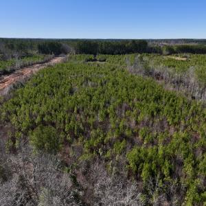 Photo #8 of SOLD property in Off Pine Grove Church Road, Eagle Springs, NC 11.6 acres
