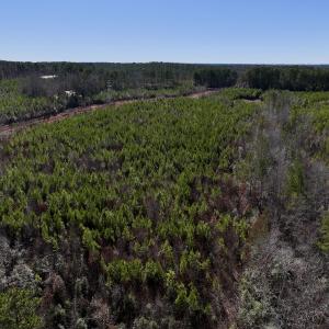 Photo #9 of SOLD property in Off Pine Grove Church Road, Eagle Springs, NC 11.6 acres