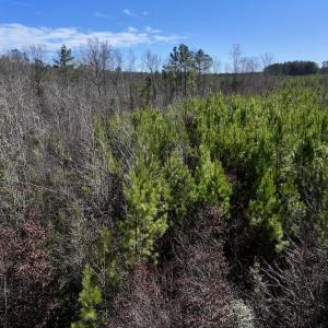 Photo #10 of SOLD property in Off Pine Grove Church Road, Eagle Springs, NC 11.6 acres