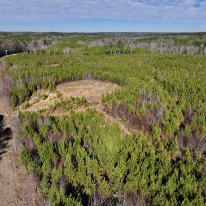 Photo #21 of SOLD property in Off Pine Grove Church Road, Eagle Springs, NC 11.6 acres