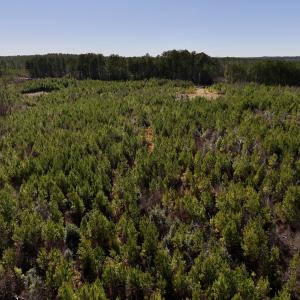Photo #27 of SOLD property in Off Pine Grove Church Road, Eagle Springs, NC 11.6 acres