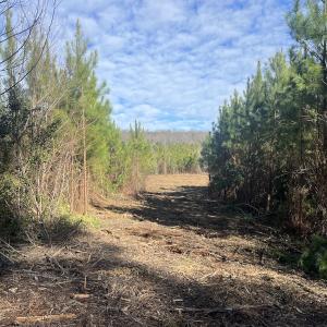 Photo #29 of SOLD property in Off Pine Grove Church Road, Eagle Springs, NC 11.6 acres