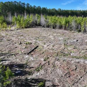 Photo #4 of SOLD property in Off Pine Grove Church Road, Eagle Springs, NC 11.5 acres