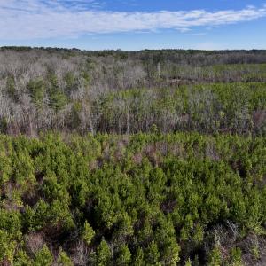 Photo #5 of SOLD property in Off Pine Grove Church Road, Eagle Springs, NC 11.5 acres