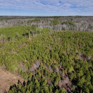 Photo #6 of SOLD property in Off Pine Grove Church Road, Eagle Springs, NC 11.5 acres