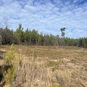 Photo #14 of SOLD property in Off Pine Grove Church Road, Eagle Springs, NC 11.5 acres