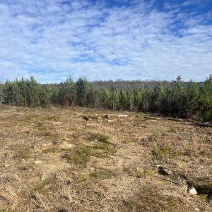 Photo #15 of SOLD property in Off Pine Grove Church Road, Eagle Springs, NC 11.5 acres