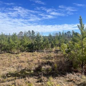 Photo #16 of SOLD property in Off Pine Grove Church Road, Eagle Springs, NC 11.5 acres