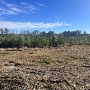 Photo #17 of SOLD property in Off Pine Grove Church Road, Eagle Springs, NC 11.5 acres