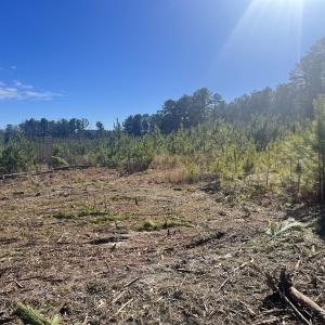 Photo #18 of SOLD property in Off Pine Grove Church Road, Eagle Springs, NC 11.5 acres