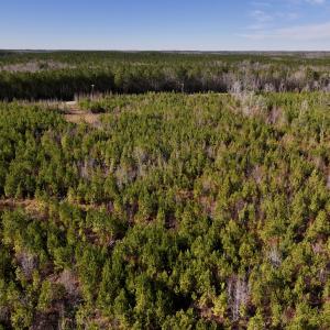 Photo #4 of SOLD property in Off Pine Grove Church Road, Eagle Springs, NC 11.5 acres