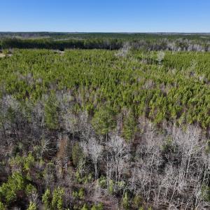 Photo #6 of SOLD property in Off Pine Grove Church Road, Eagle Springs, NC 11.5 acres