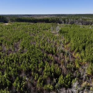 Photo #7 of SOLD property in Off Pine Grove Church Road, Eagle Springs, NC 11.5 acres