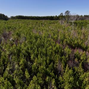 Photo #8 of SOLD property in Off Pine Grove Church Road, Eagle Springs, NC 11.5 acres