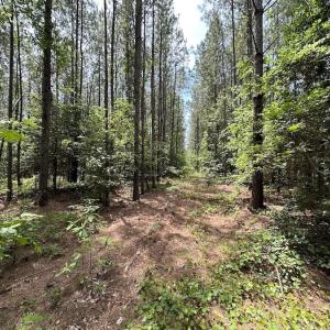 Photo #26 of SOLD property in Off Moores Ferry Rd, Emporia, VA 145.0 acres