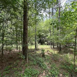 Photo #33 of SOLD property in Off Moores Ferry Rd, Emporia, VA 145.0 acres