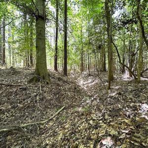 Photo #46 of SOLD property in Off Moores Ferry Rd, Emporia, VA 145.0 acres