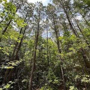 Photo #47 of SOLD property in Off Moores Ferry Rd, Emporia, VA 145.0 acres