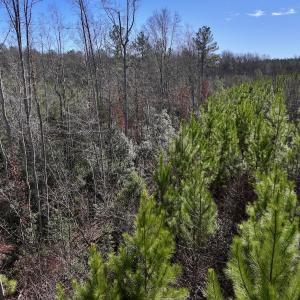 Photo #12 of SOLD property in Off Pine Grove Church Road , Eagle Springs, NC 11.2 acres